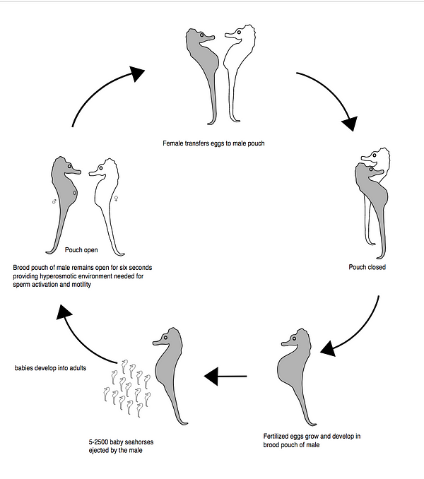 Questa immagine ha l'attributo alt vuoto; il nome del file è ciclo-vita-cavallucci-marini-sea-horse.png