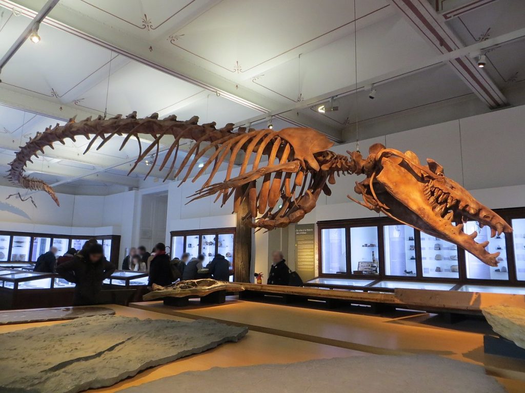 Questa immagine ha l'attributo alt vuoto; il nome del file è 1200px-Basilosaurus_isis_fossil_Nantes_History_Museum-free-1024x768.jpg
