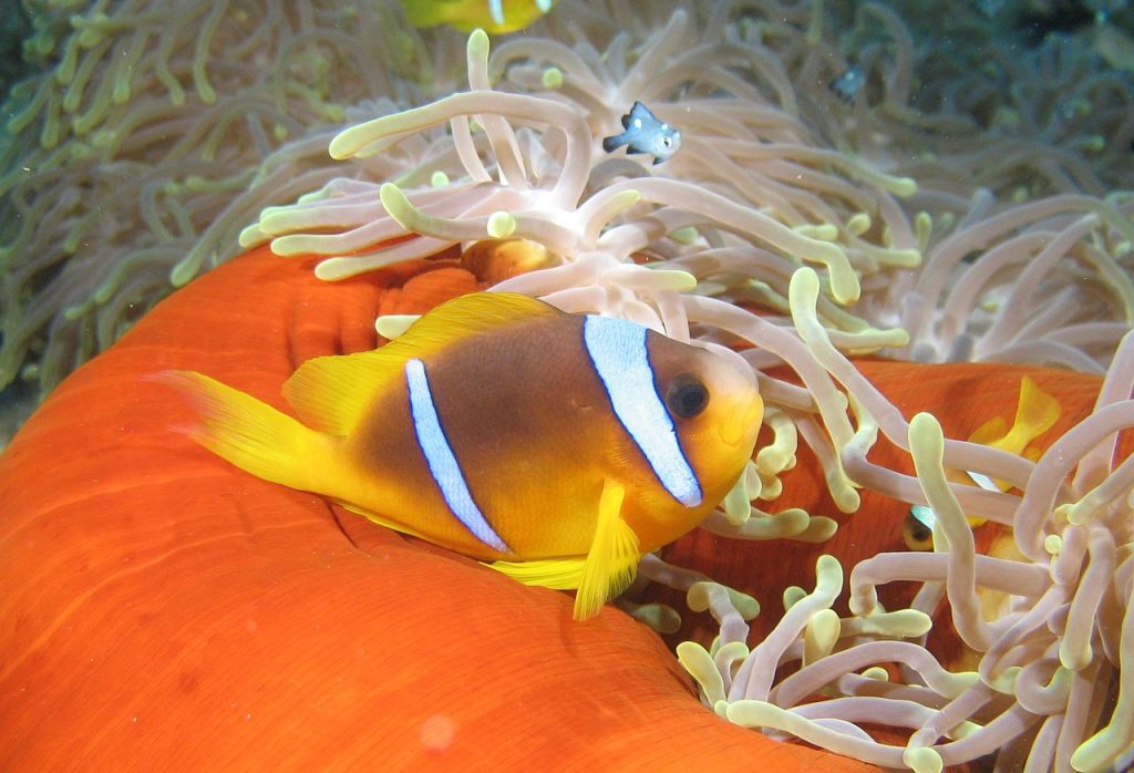 Questa immagine ha l'attributo alt vuoto; il nome del file è 1280px-Amphiprion_bicinctus_Marsa_Alam-wikipedia-1024x698.jpeg