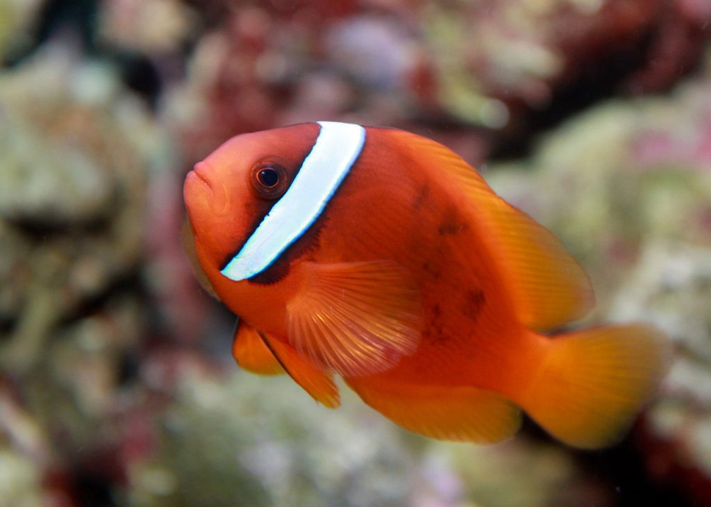 Questa immagine ha l'attributo alt vuoto; il nome del file è 1280px-Tomato_clownfish_Amphiprion_frenatus-wikipedia-1024x730.jpg