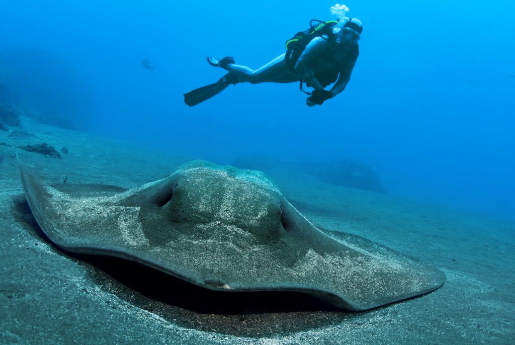 Questa immagine ha l'attributo alt vuoto; il nome del file è 3.-Garajau-Buceo-en-Madeira-1024x686-1.jpg