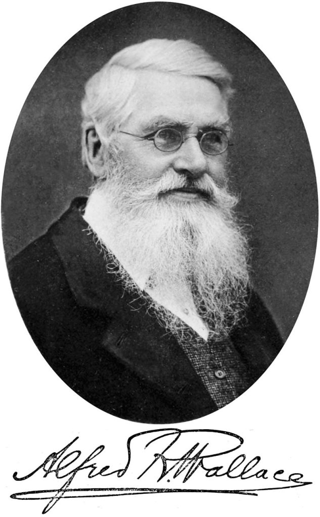 Questa immagine ha l'attributo alt vuoto; il nome del file è Alfred_Russel_Wallace_-_Project_Gutenberg_eText_14558-633x1024.jpg