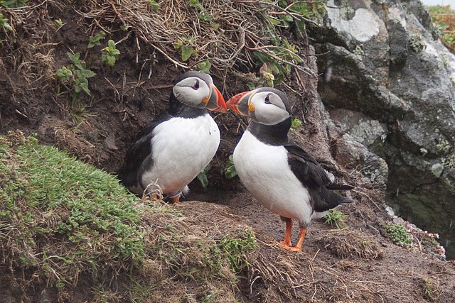 Questa immagine ha l'attributo alt vuoto; il nome del file è BIOLOGIA-MARINA-UCCELLI-Fratercula_arctica_-Skomer_Island_Wales_-two-8.jpg