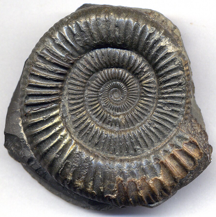 Questa immagine ha l'attributo alt vuoto; il nome del file è Dactylioceras_commune_Ammonite_Fossil_from_Yorkshire_England-wikimedia-free.jpg