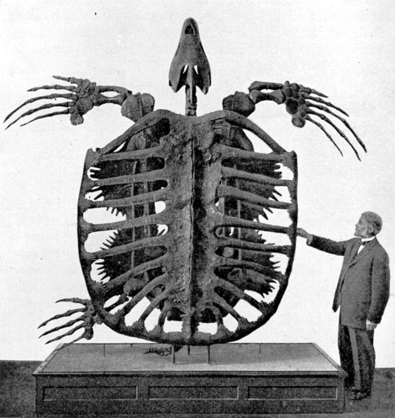 Questa immagine ha l'attributo alt vuoto; il nome del file è GEOLOGIA-FOSSILE-800px-Archelon_skeleton.jpg