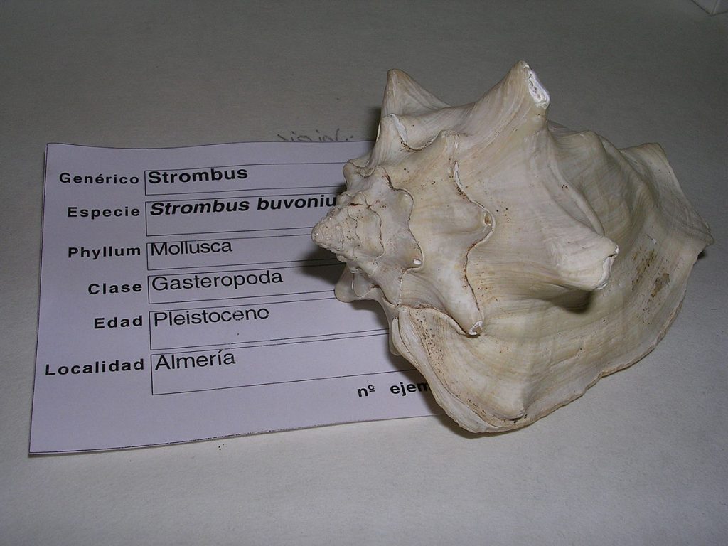 Questa immagine ha l'attributo alt vuoto; il nome del file è GEOLOGIA-FOSSILE-Strombus_buvonius.5_-_Pleistoceno-1024x768.jpg