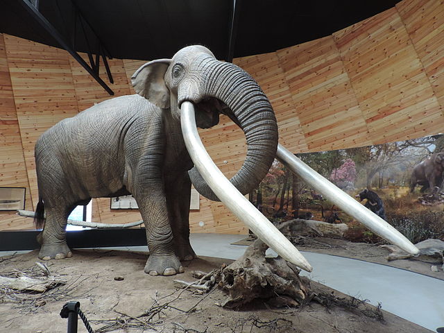 Questa immagine ha l'attributo alt vuoto; il nome del file è GEOLOGIA-QUATERNARIO-640px-Mastodont_Anancus_arvernensis_-_Park_Pliocene_epoch_Dorkovo_01.jpg