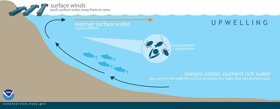 Questa immagine ha l'attributo alt vuoto; il nome del file è OCEANOGRAFIA-NOAA-upwelling_960.jpg