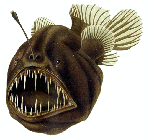 Questa immagine ha l'attributo alt vuoto; il nome del file è PESCI-ABISSALI-Humpback_anglerfish.png