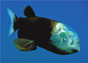 PESCI-ABISSALI-Macropinna_Microstoma-BARRELEYE-FISH