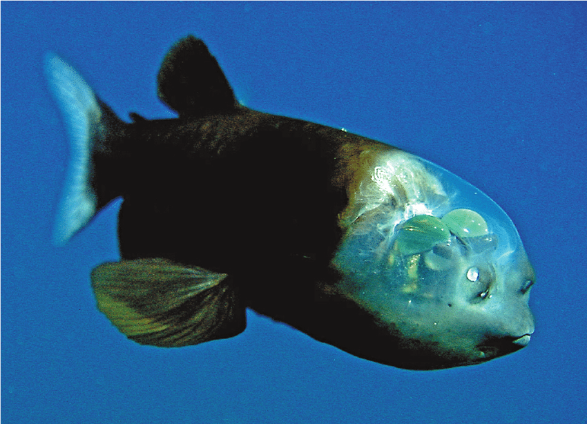 Questa immagine ha l'attributo alt vuoto; il nome del file è PESCI-ABISSALI-Macropinna_Microstoma-BARRELEYE-FISH.png