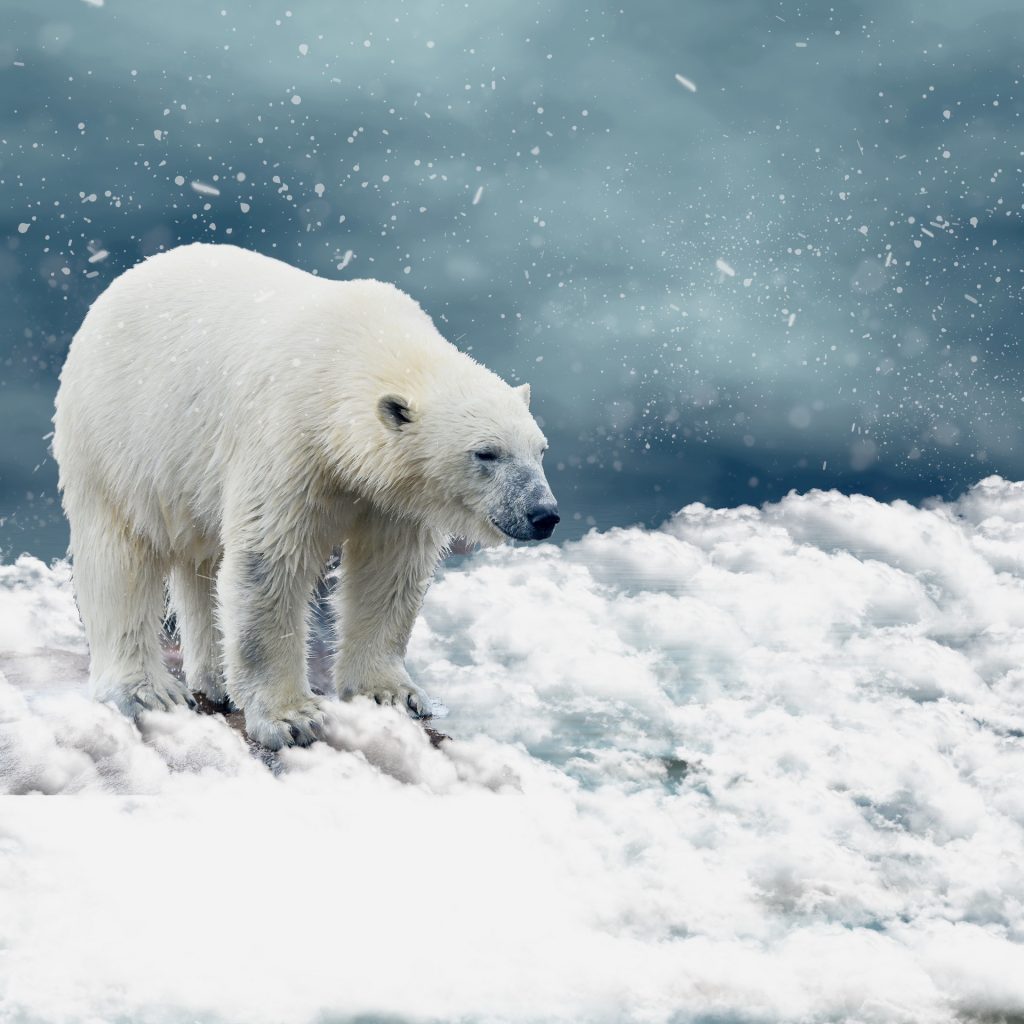 Questa immagine ha l'attributo alt vuoto; il nome del file è orso-polare-kai-Stachowiak-free-1024x1024.jpg