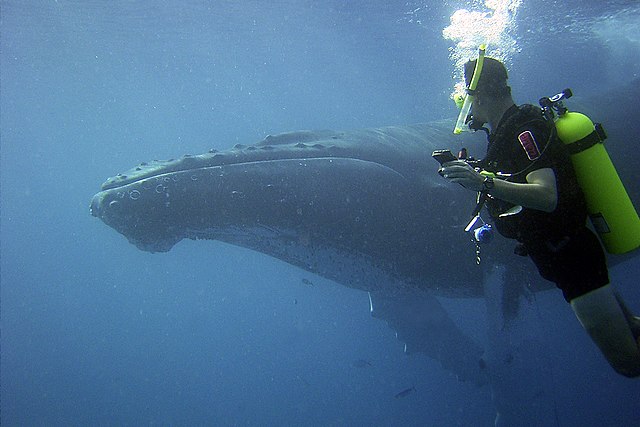 Questa immagine ha l'attributo alt vuoto; il nome del file è BIOLOGIA-MARINA-Humpback_Whale_Encounter.jpg