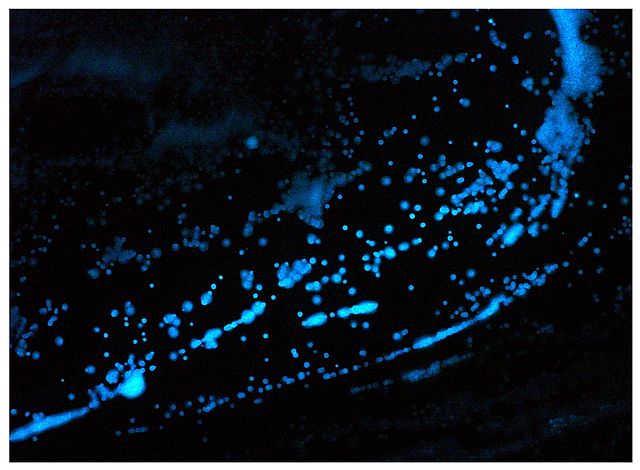 Questa immagine ha l'attributo alt vuoto; il nome del file è BIOLOGIA-MARINA-Lucifer_IMG_2481-1.jpg