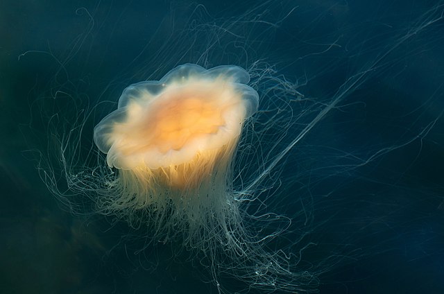 Questa immagine ha l'attributo alt vuoto; il nome del file è BIOLOGIA-MARINA-MEDUSE-Lions_mane_jellyfish_in_Gullmarn_fjord_at_Samstad_8.jpg