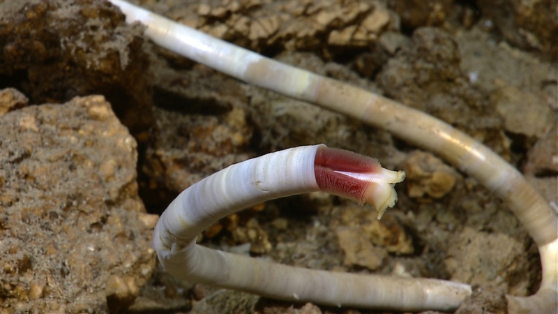 Questa immagine ha l'attributo alt vuoto; il nome del file è BIOLOGIA-MARINA-VERMI-FUMAROLE-SOTTOMARINE-Expl692195543x800x800.jpg