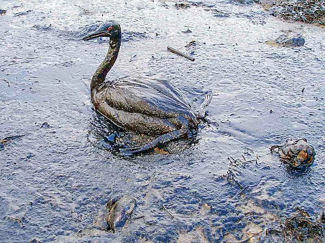 Questa immagine ha l'attributo alt vuoto; il nome del file è EMERGENZE-AMBIENTALI-PETROLIO-640px-Oiled_Bird_-_Black_Sea_Oil_Spill_111207.jpg