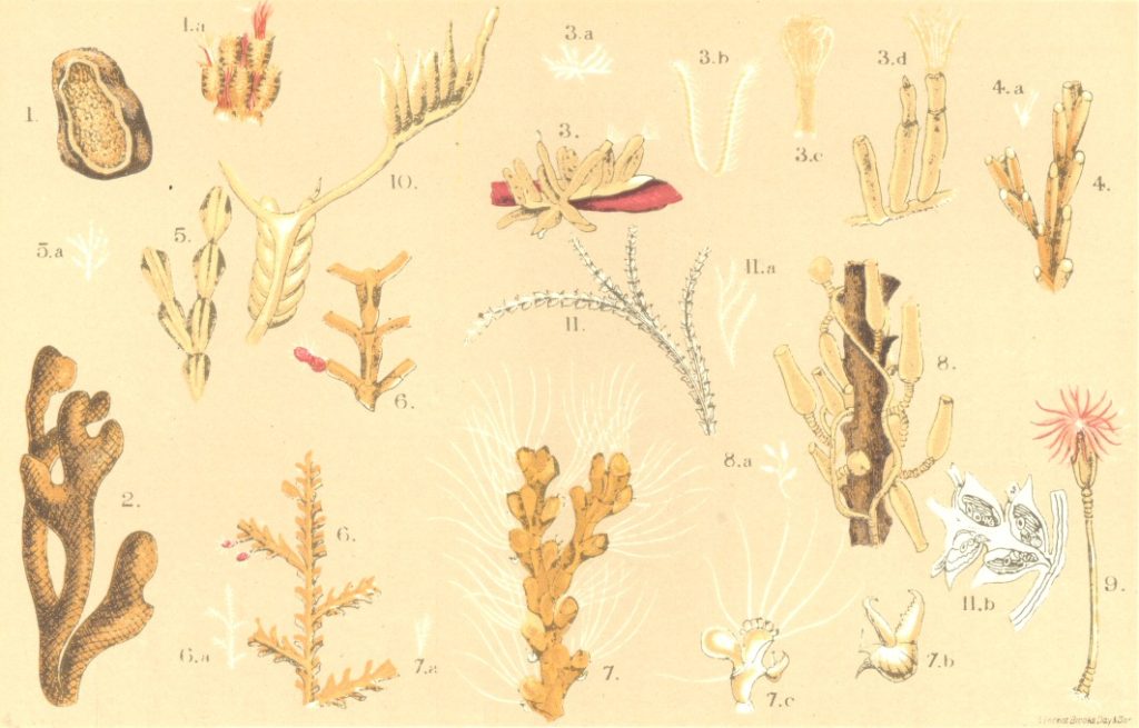 Questa immagine ha l'attributo alt vuoto; il nome del file è GLAUCUS-GUTEMBERG-PROJECT-2-1024x655.jpg