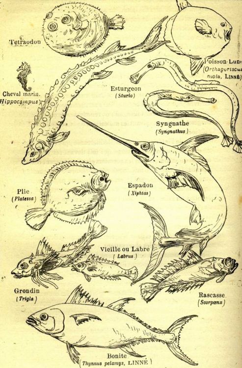 Questa immagine ha l'attributo alt vuoto; il nome del file è INCISION-VERNE-ROU.jpg