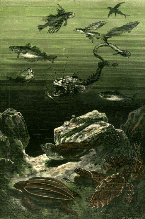 Questa immagine ha l'attributo alt vuoto; il nome del file è ventimila-leghe-sotto-i-mari-6.jpg