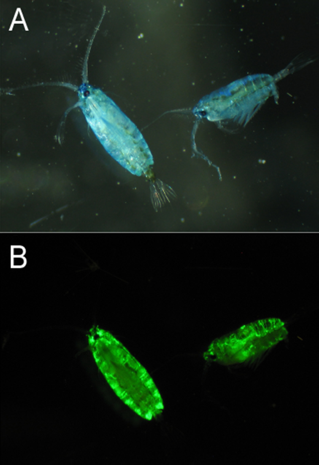 Questa immagine ha l'attributo alt vuoto; il nome del file è BIOLOGIA-MARINA-COPEPODI-Pone.0011517.g001.png