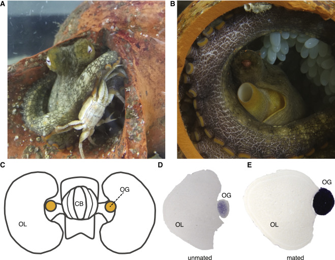 Questa immagine ha l'attributo alt vuoto; il nome del file è BIOLOGIA-MARINA-POLPO-STUDIO-gr1.jpg