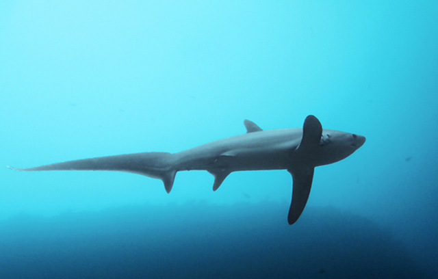 Questa immagine ha l'attributo alt vuoto; il nome del file è BIOLOGIA-MARINA-SQUALI-640px-Thresher_Shark_at_Monad_Shoal.png