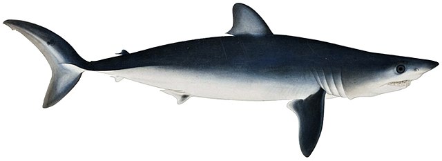 Questa immagine ha l'attributo alt vuoto; il nome del file è BIOLOGIA-MARINA-SQUALI-Isurus_oxyrinchus_white_background.jpeg