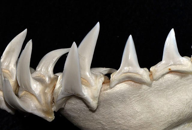 Questa immagine ha l'attributo alt vuoto; il nome del file è BIOLOGIA-MARINA-SQUALO-MAKO-640px-Isurus_paucus_lower_teeth.jpg