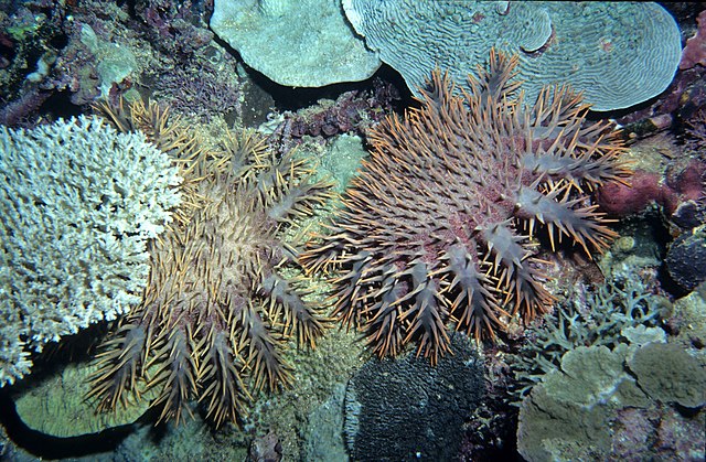 Questa immagine ha l'attributo alt vuoto; il nome del file è BIOLOGIA-MARINA-STELLECrown_of_thorns_starfish_eating_coral_Fiji.jpg