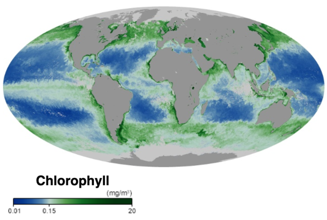 Questa immagine ha l'attributo alt vuoto; il nome del file è NASA-CLOROFILLA-640px-Global_ocean_chlorophyll_concentration_October_2019.png