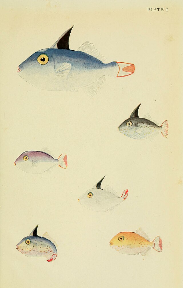 Questa immagine ha l'attributo alt vuoto; il nome del file è OCEANOGRAFIA-CAMPAGNA-ARCTURUS-The_Arcturus_adventure_Plate_I_BHL4686420.jpg