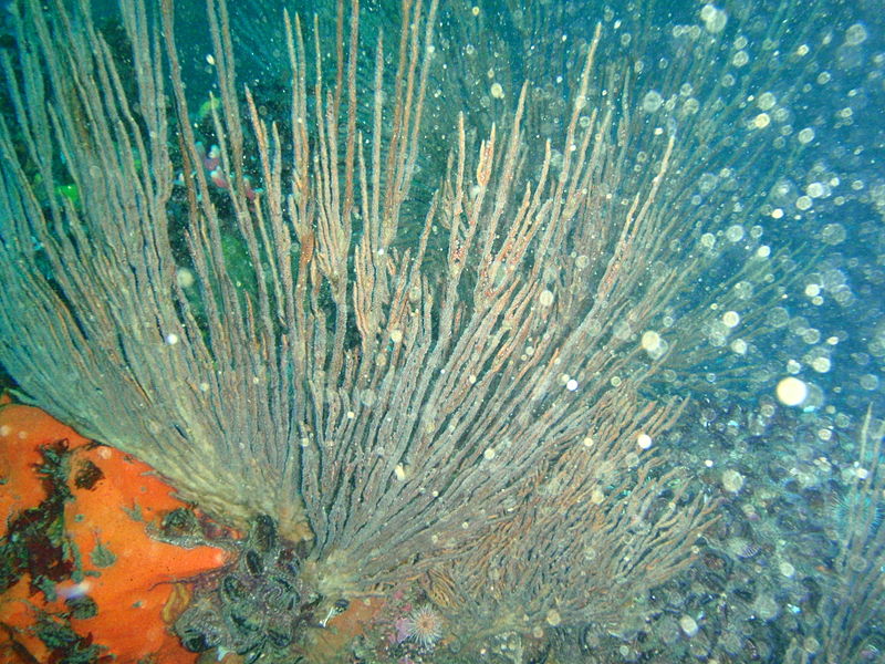 Questa immagine ha l'attributo alt vuoto; il nome del file è SUBACQUEA-FOTOGRAFIA-800px-Backscatter_example_P1066667.jpeg