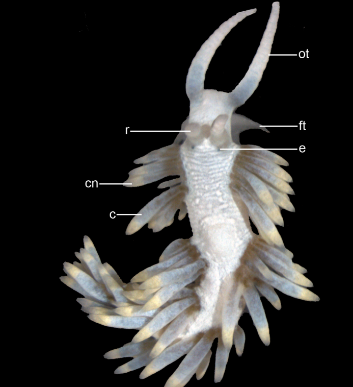 Questa immagine ha l'attributo alt vuoto; il nome del file è Screenshot-2023-07-17-212110.png