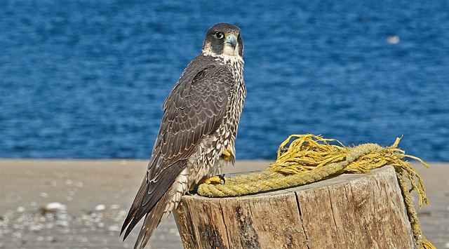 Questa immagine ha l'attributo alt vuoto; il nome del file è UCCELLI-FALCO-PELLEGRINO-Spinus-peregrine-falcon-2014-11-n017575-w.jpg