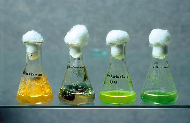 Questa immagine ha l'attributo alt vuoto; il nome del file è BIOFUEL-CSIRO_ScienceImage_4157_Varieties_of_bluegreen_algae_in_flasks.jpg
