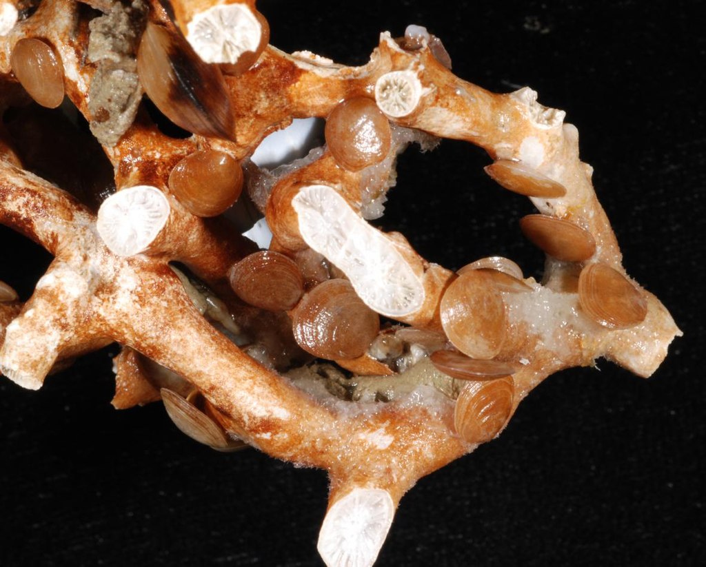 Questa immagine ha l'attributo alt vuoto; il nome del file è BIOLOGIA-MARINA-1024px-Amphithyris_buckmani_on_Solenosmilia_variabilis.jpg
