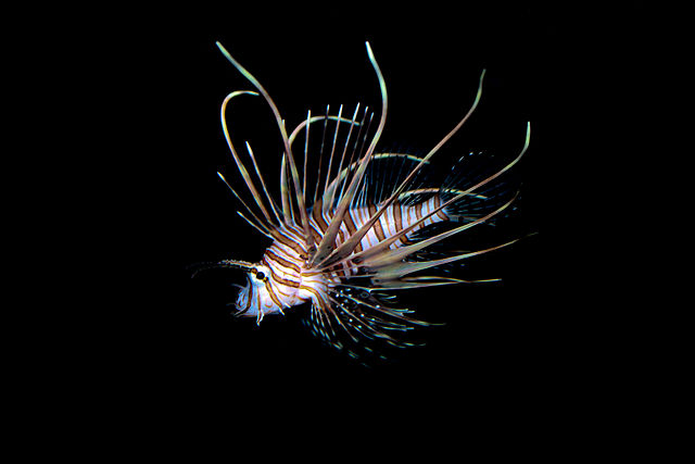 Questa immagine ha l'attributo alt vuoto; il nome del file è BIOLOGIA-MARINA-640px-Lionfish_Pterois_volitans.jpg