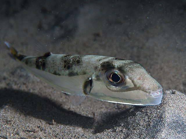 Questa immagine ha l'attributo alt vuoto; il nome del file è BIOLOGIA-MARINA-640px-Silver_puffer_Lagocephalus_sceleratus_48272090586.jpg