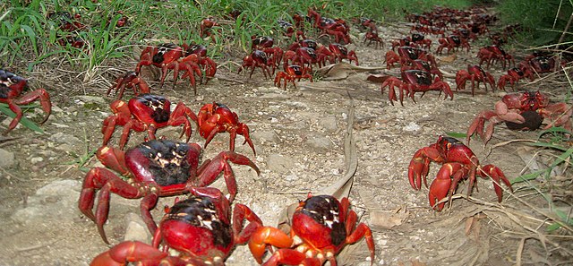 Questa immagine ha l'attributo alt vuoto; il nome del file è BIOLOGIA-MARINA-Christmas_Island_Crabs_on_annual_migration.jpg