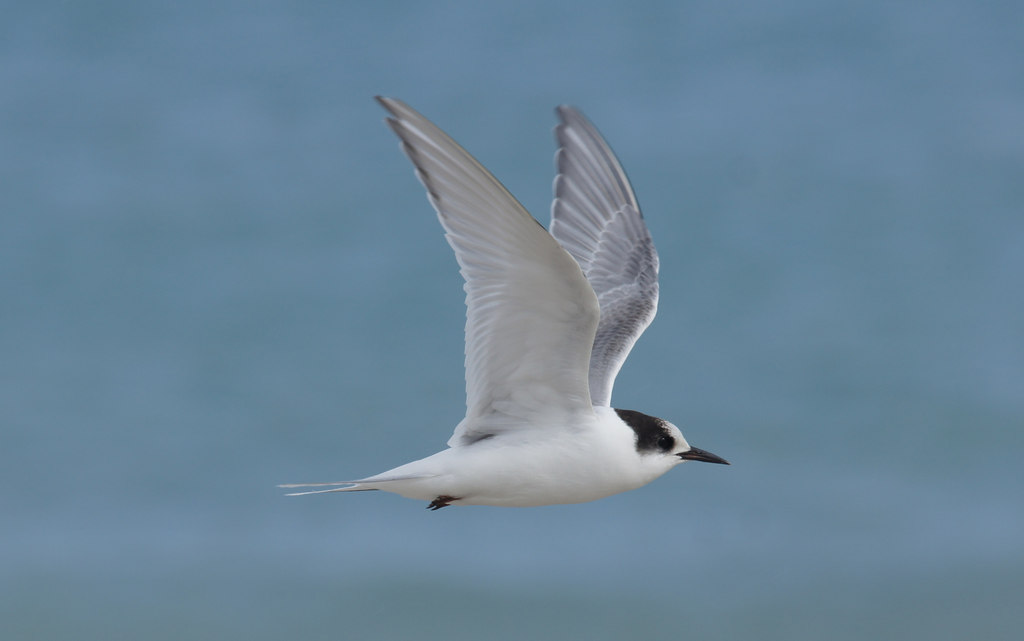 Questa immagine ha l'attributo alt vuoto; il nome del file è BIOLOGIA-MARINA-STERNA-Juvenile_Arctic_Tern_Sterna_paradisea_Easting_-_geograph.org_.uk_-_4638431.jpg