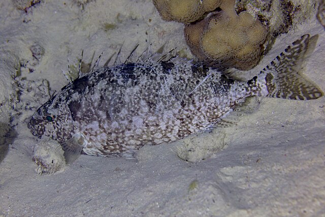 Questa immagine ha l'attributo alt vuoto; il nome del file è BIOLOGIA-MARINA-Sigano_nebuloso_Siganus_luridus_mar_Rojo_Egipto_2023-04-18_DD_155.jpg