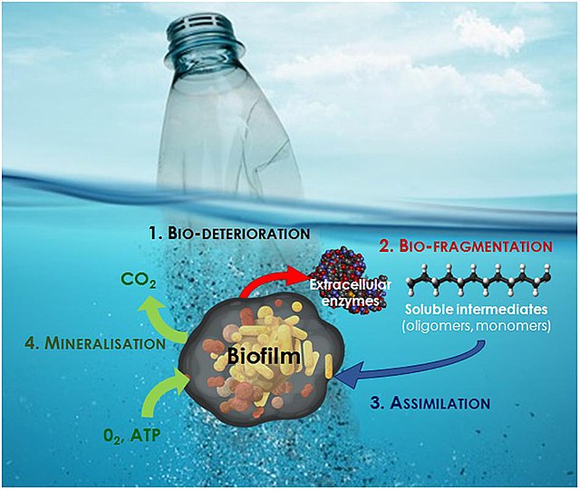 Questa immagine ha l'attributo alt vuoto; il nome del file è PLASTICA-Stages_of_marine_plastic_biodegradation.jpg