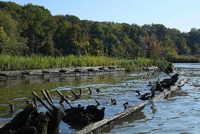 Questa immagine ha l'attributo alt vuoto; il nome del file è STORIA-US-Ghost_Fleet_of_Mallows_Bay_045_-_Grass_Growing_on_Wooden_Shipwreck.jpg