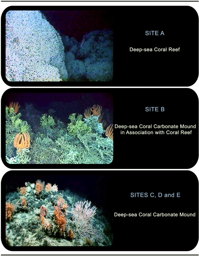Questa immagine ha l'attributo alt vuoto; il nome del file è Underwater-surveys-reveal-deep-sea-corals-43247_2023_924_Fig3_HTML.jpg