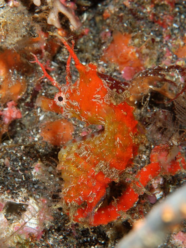 Questa immagine ha l'attributo alt vuoto; il nome del file è BIOLOGIA-640px-Hanatatsu.jpg