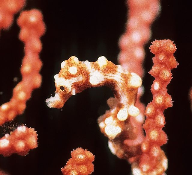 Questa immagine ha l'attributo alt vuoto; il nome del file è BIOLOGIA-640px-Hippocampus_denise_rodhvit.jpg