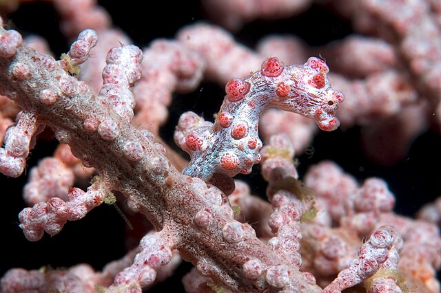 Questa immagine ha l'attributo alt vuoto; il nome del file è BIOLOGIA-Pygmy_seahorse.jpg