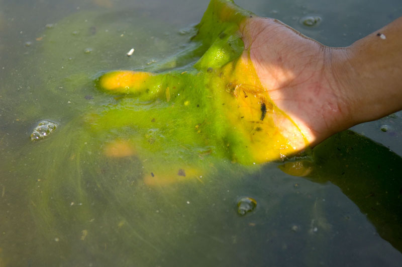 Questa immagine ha l'attributo alt vuoto; il nome del file è EUTROFIZZAZIONE-Algae_bloom_in_Reflecting_Pool_Washington_DC._2007_Potomac_River_Chesapeake_Bay_watershed._USEPA_photo_by_Eric_Vance_13765962984.jpg