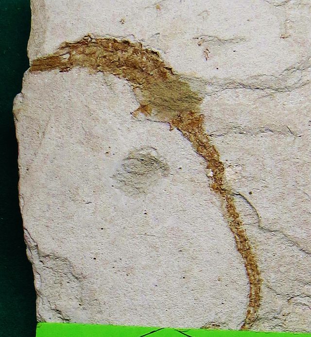 Questa immagine ha l'attributo alt vuoto; il nome del file è FOSSILI-Hippocampus_ramucosus_Plio_med_fiume_Marecchia.jpg